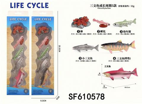 三文鱼成长周期