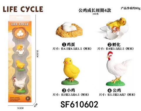 公鸡成长周期